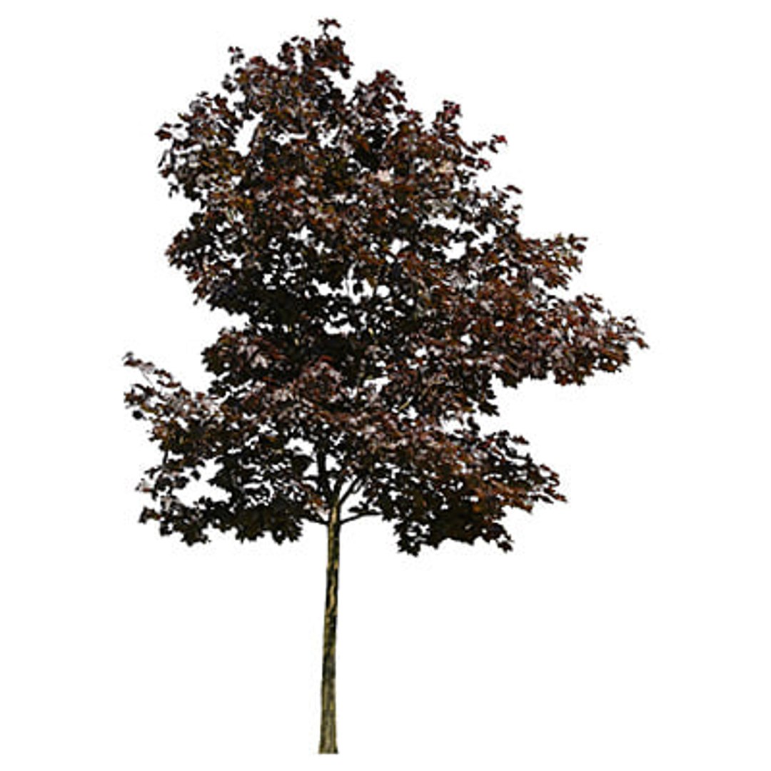  https://p.turbosquid.com/preview.turbosquid.com/Preview/2014/08/01__17_25_29/Trees 2-12 TS.jpgb0bab886-39f2-487c-a2de-69279d0f2ed2Larger/jpg/1217967430/1920x1080/fit_q87/9124b0361aadc13803f99a3958016788a27465f6/Trees 2-12 TS.jpgb0bab886-39f2-487c-a2de-69279d0f2ed2Larger.jpg